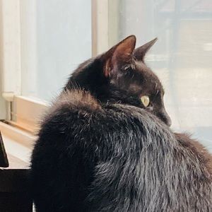 Meet your Posher, Carrie